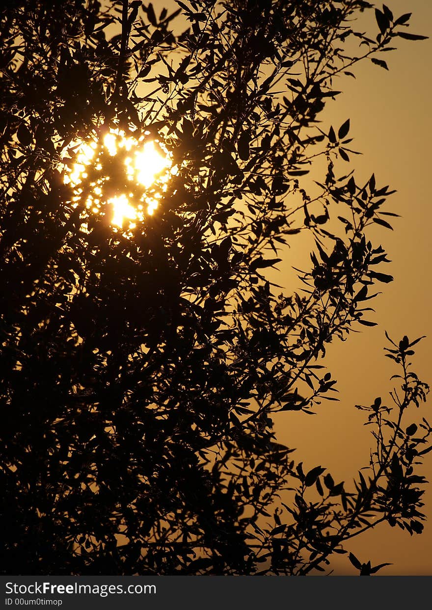 A beautiful sunset behind the tree