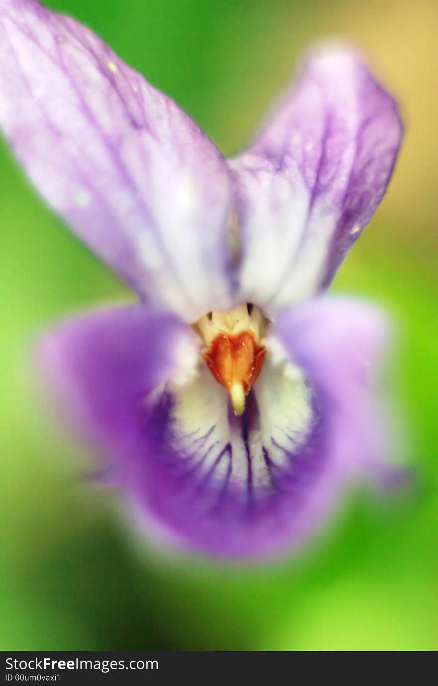 Close-up of a violet flower - focus on the center. Close-up of a violet flower - focus on the center