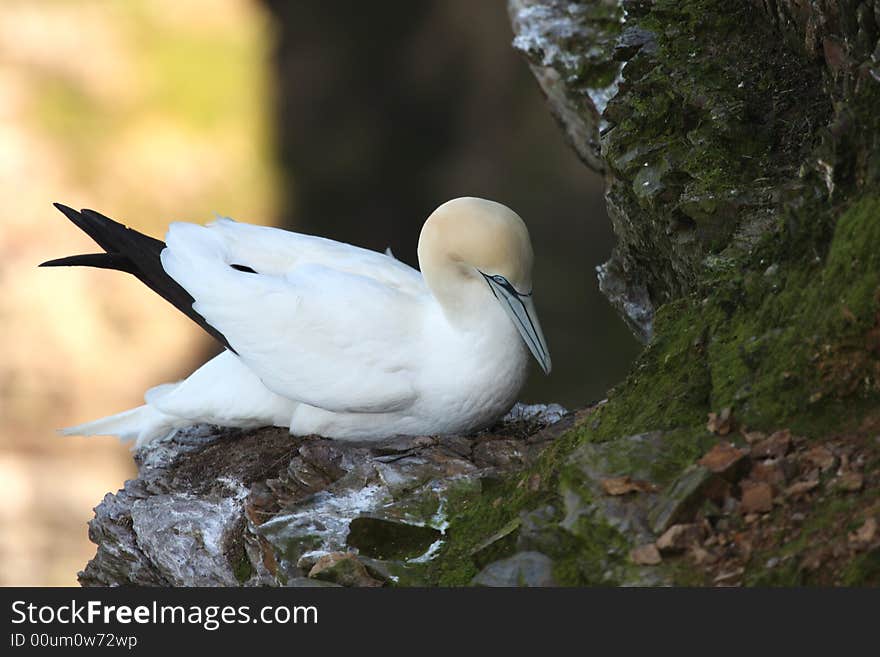 Gannet at Troup Head