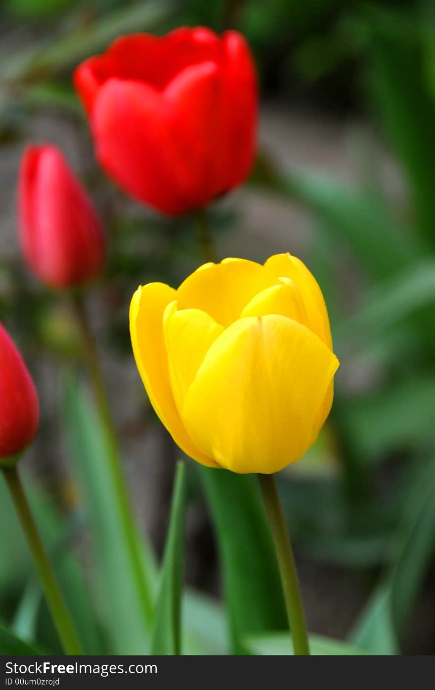 Wild tulips in a beautiful, natural light