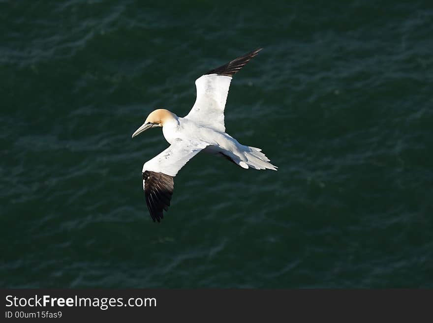 Gannet at Troup Head