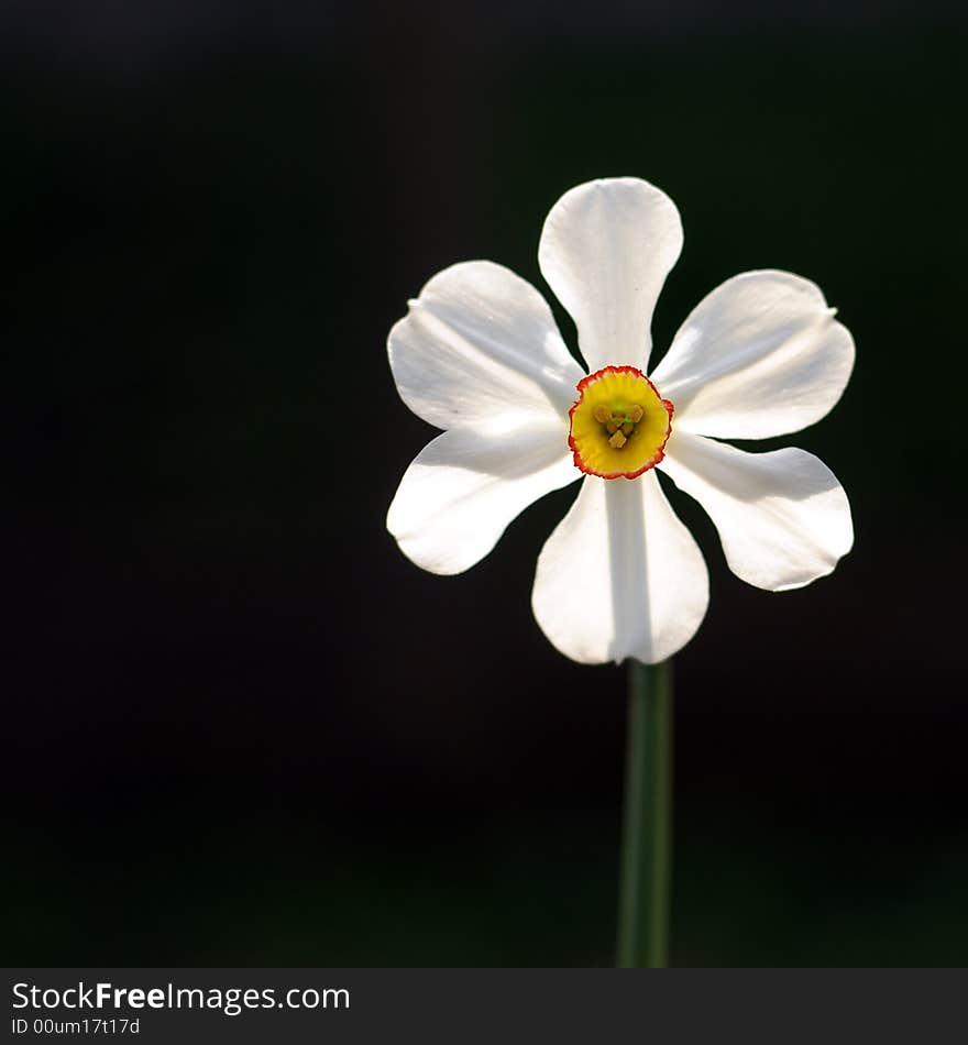 A view with a beautiful spring flower isolated