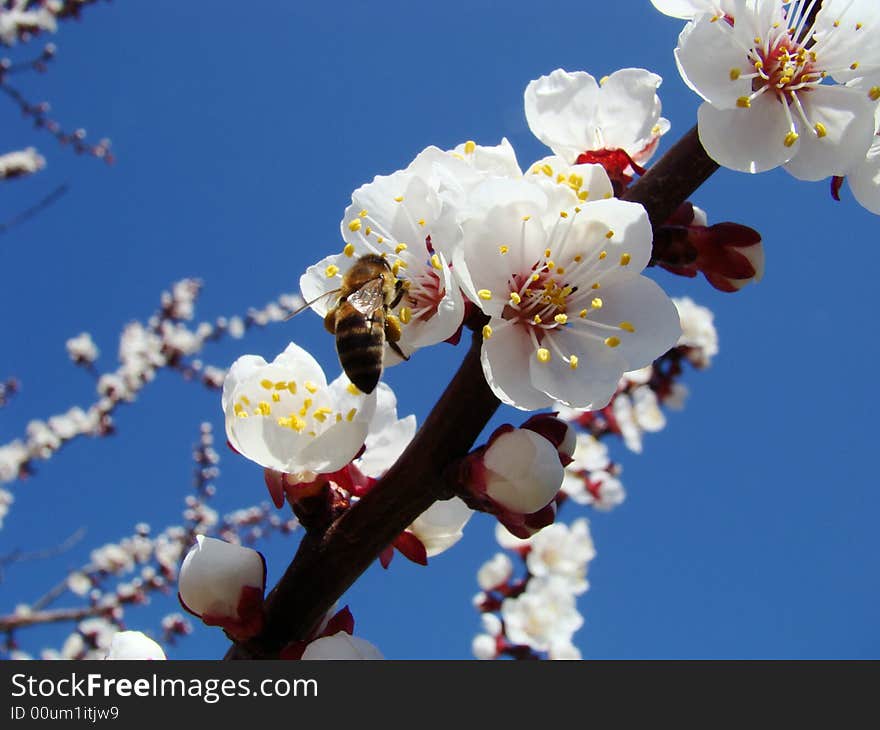 Bright spring day.  A bee collects nectar on the flowers of apricot. Bright spring day.  A bee collects nectar on the flowers of apricot.