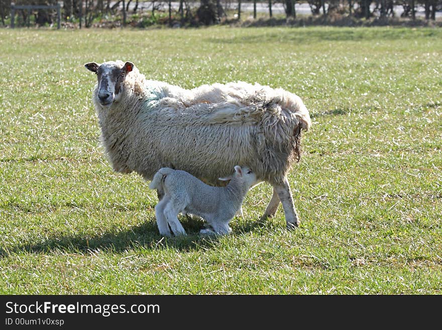 Sheep and Lamb Feeding, near Peterhead, Scotland