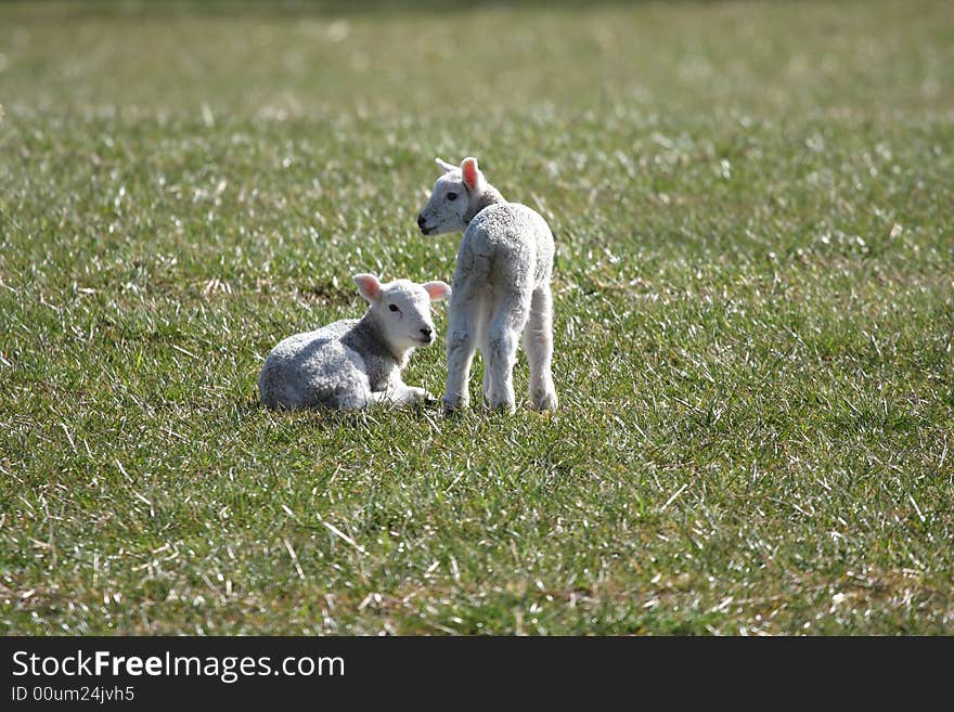 Spring lambs in a field near Peterhead, Scotland