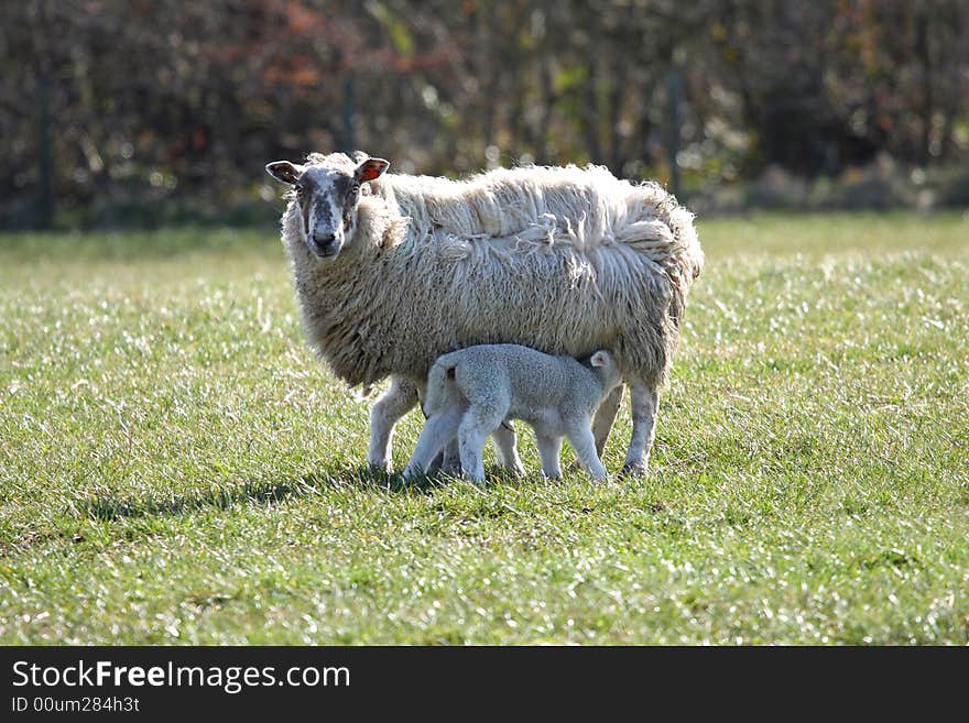 Sheep and Lamb Feeding, near Peterhead, Scotland