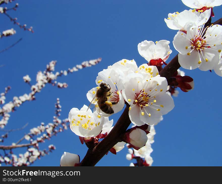 Bright spring day. A bee collects nectar on the flowers of apricot. Bright spring day. A bee collects nectar on the flowers of apricot.