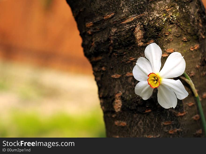 Spring flower leaning on a tree