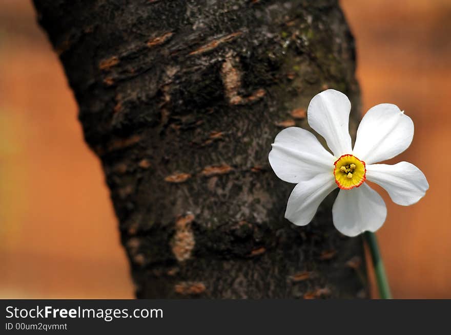 Spring flower leaning on a tree