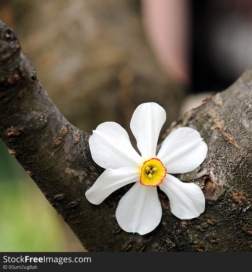 Spring flower leaning on a tree