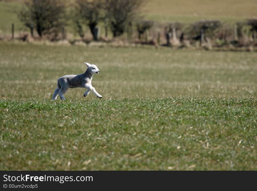 Spring lamb in a field near Peterhead, Scotland