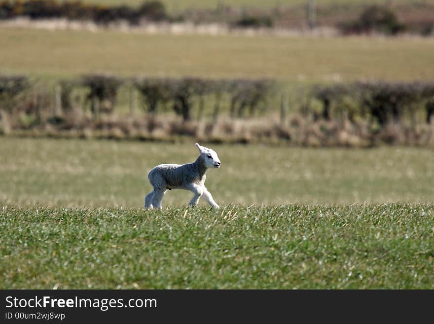 Spring lamb in a field near Peterhead, Scotland