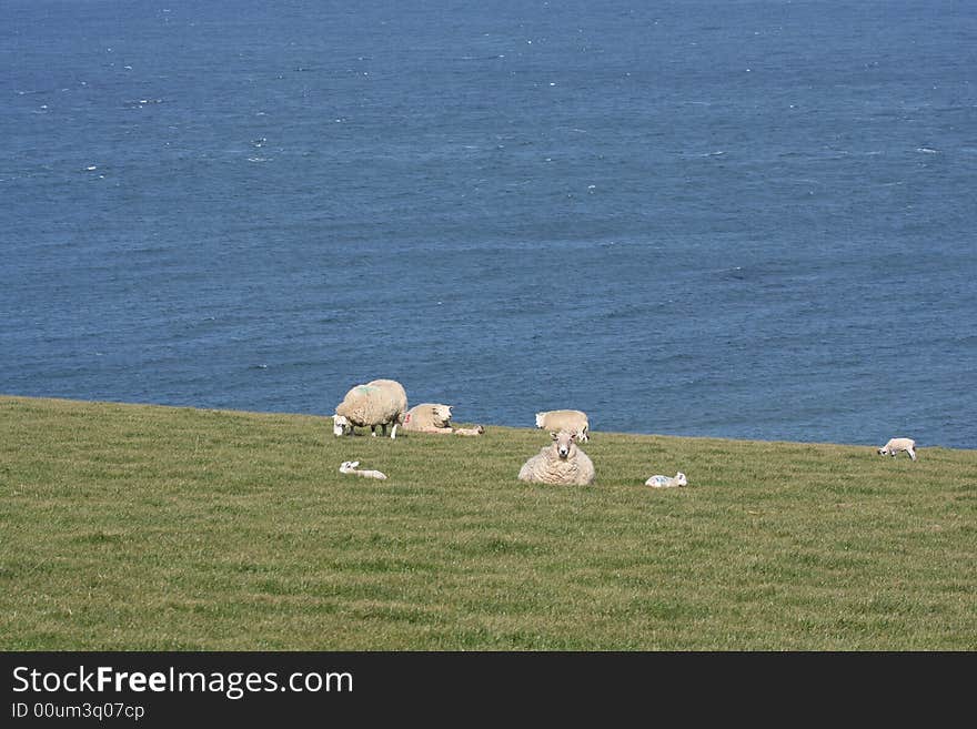 Sheep in a filed beside the Ocean