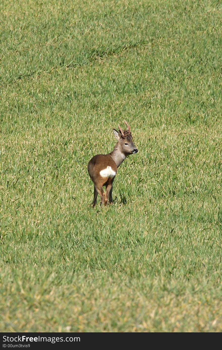 Red deer in a field near Peterhead, Scotland