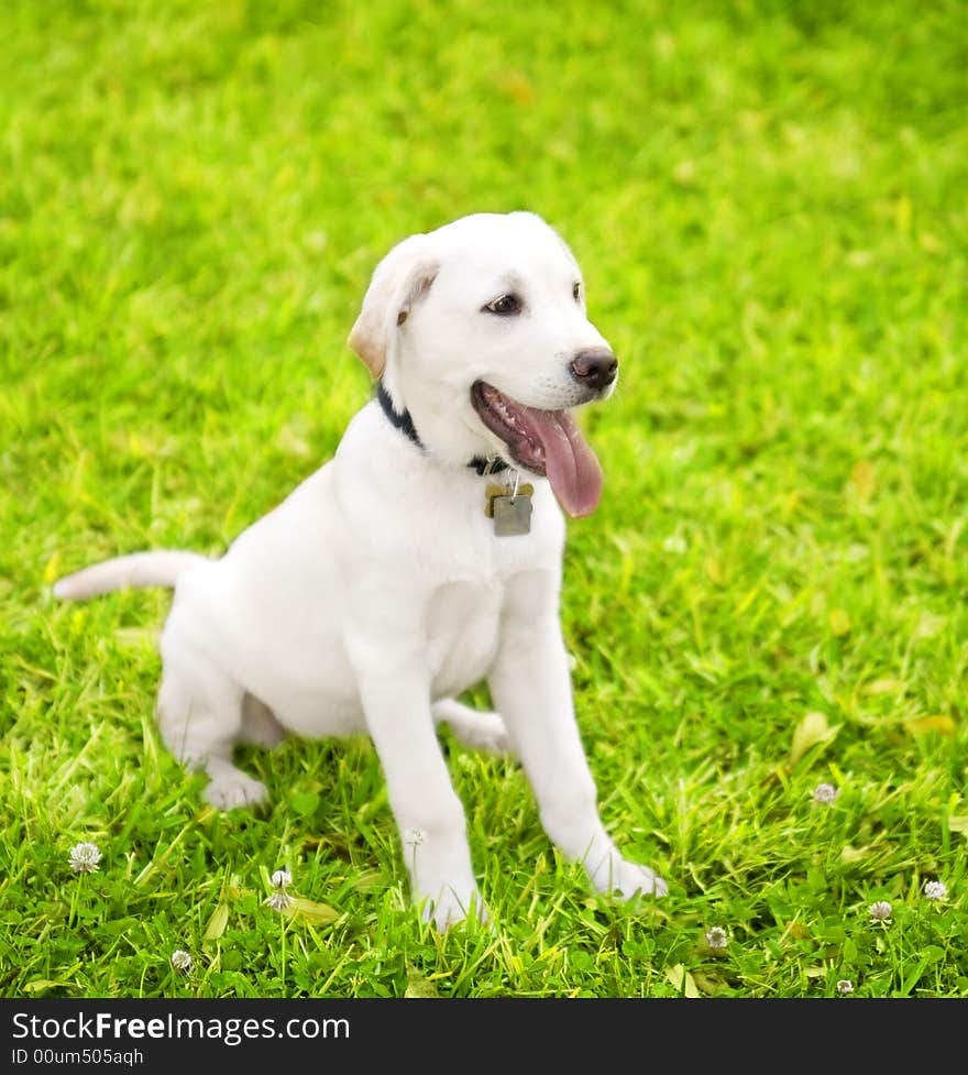 Cute little dog staying on grass looking to the side. the breed is labrador mixed white cream color. Cute little dog staying on grass looking to the side. the breed is labrador mixed white cream color