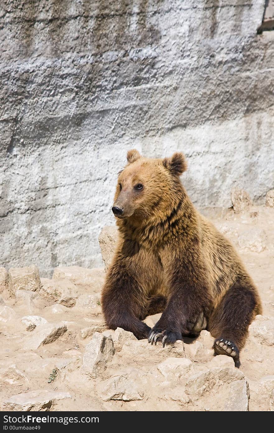 Single bear in the zoo playing at the sun