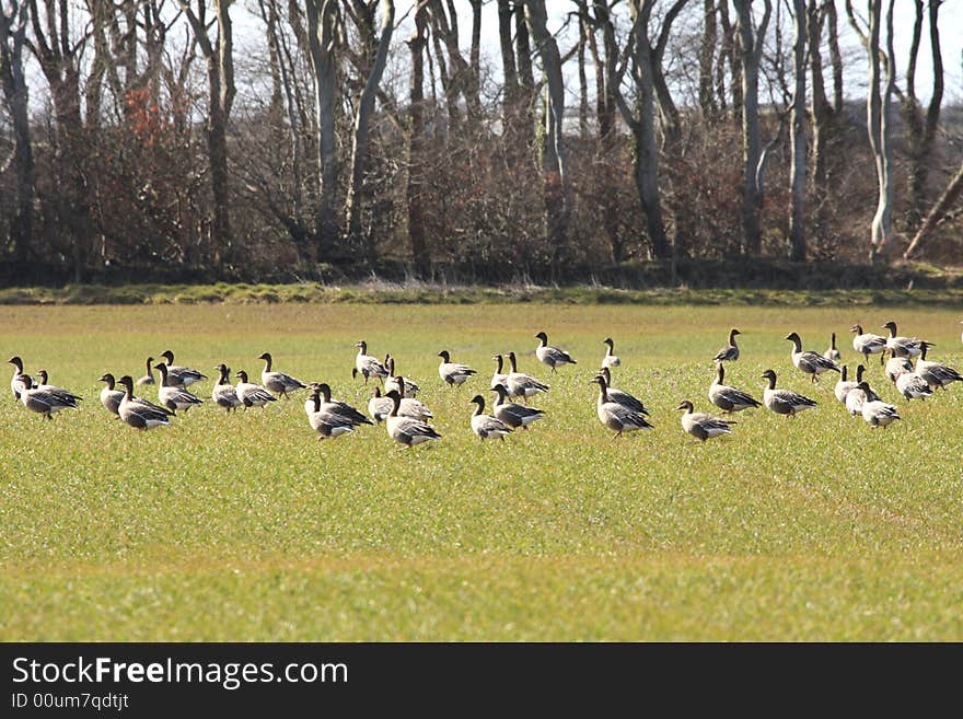 Geese feeding beside Strathbeg Loch RSPC reserve, Scotland