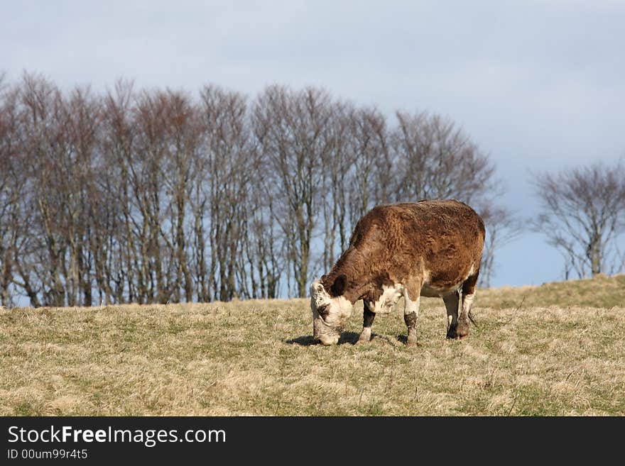 Cow grazing