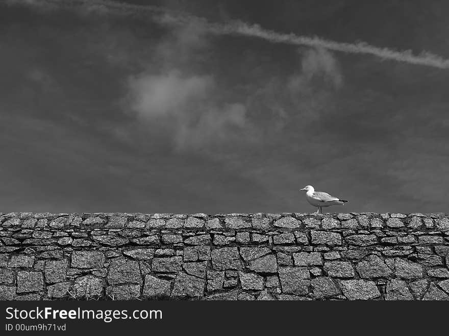 Seawall and Seagull