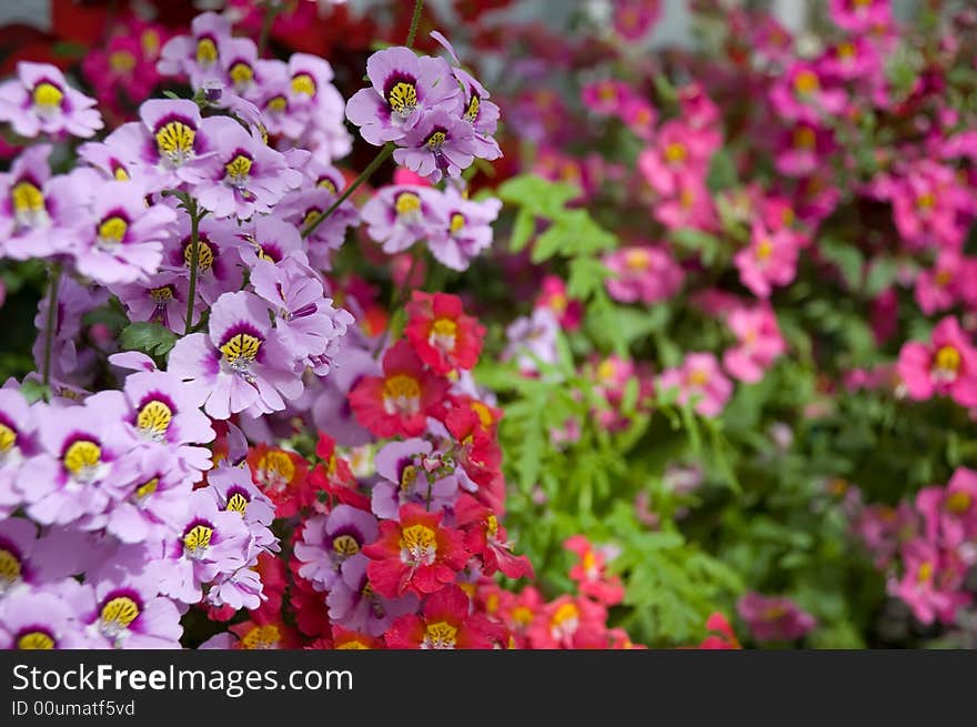 Colourful floral display of dwarf Schizanthus