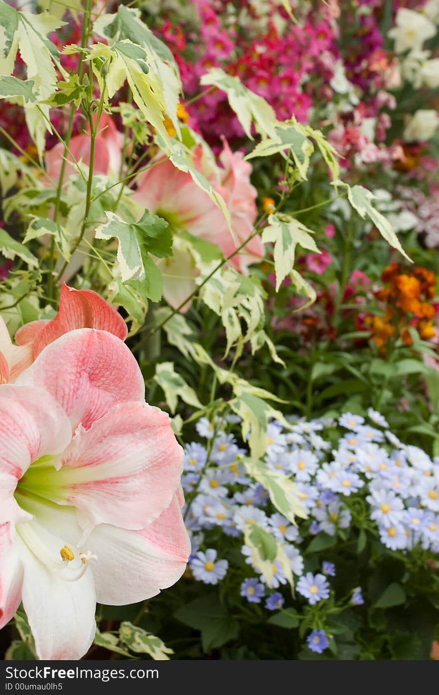 Colourful display of mixed flowers including amaryllis and blue brachycome daisies. Colourful display of mixed flowers including amaryllis and blue brachycome daisies