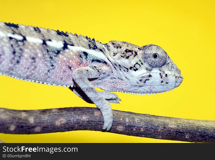 Male young panther chameleon fucifer pardalis on a branch