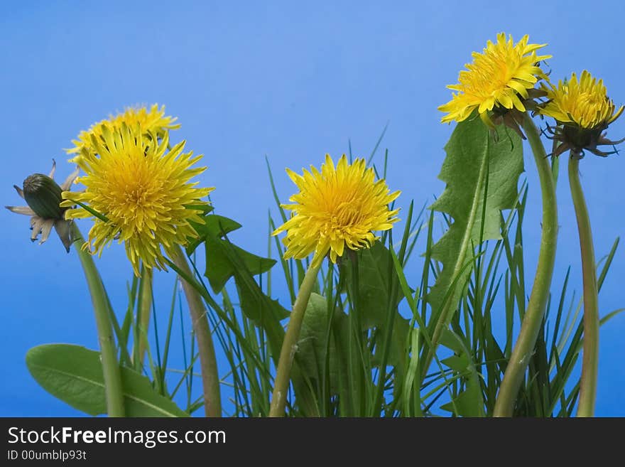 Dandelions