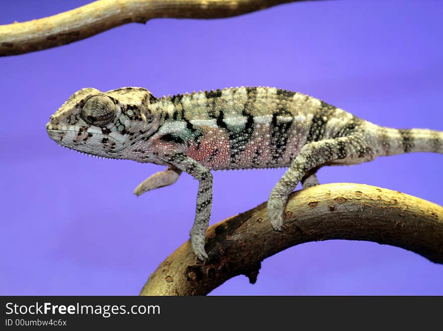 Male young panther chameleon fucifer pardalis on a branch