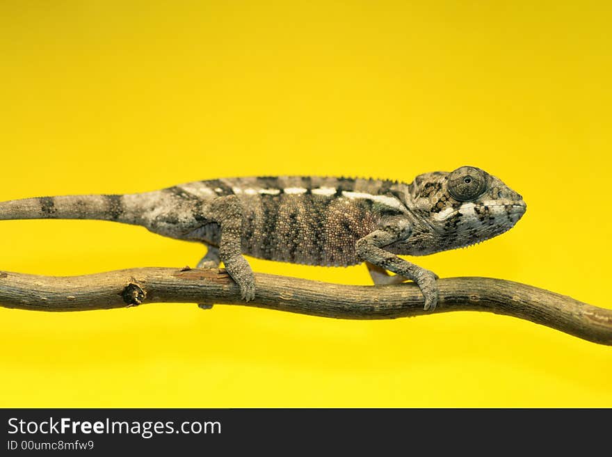 Male young panther chameleon fucifer pardalis on a branch