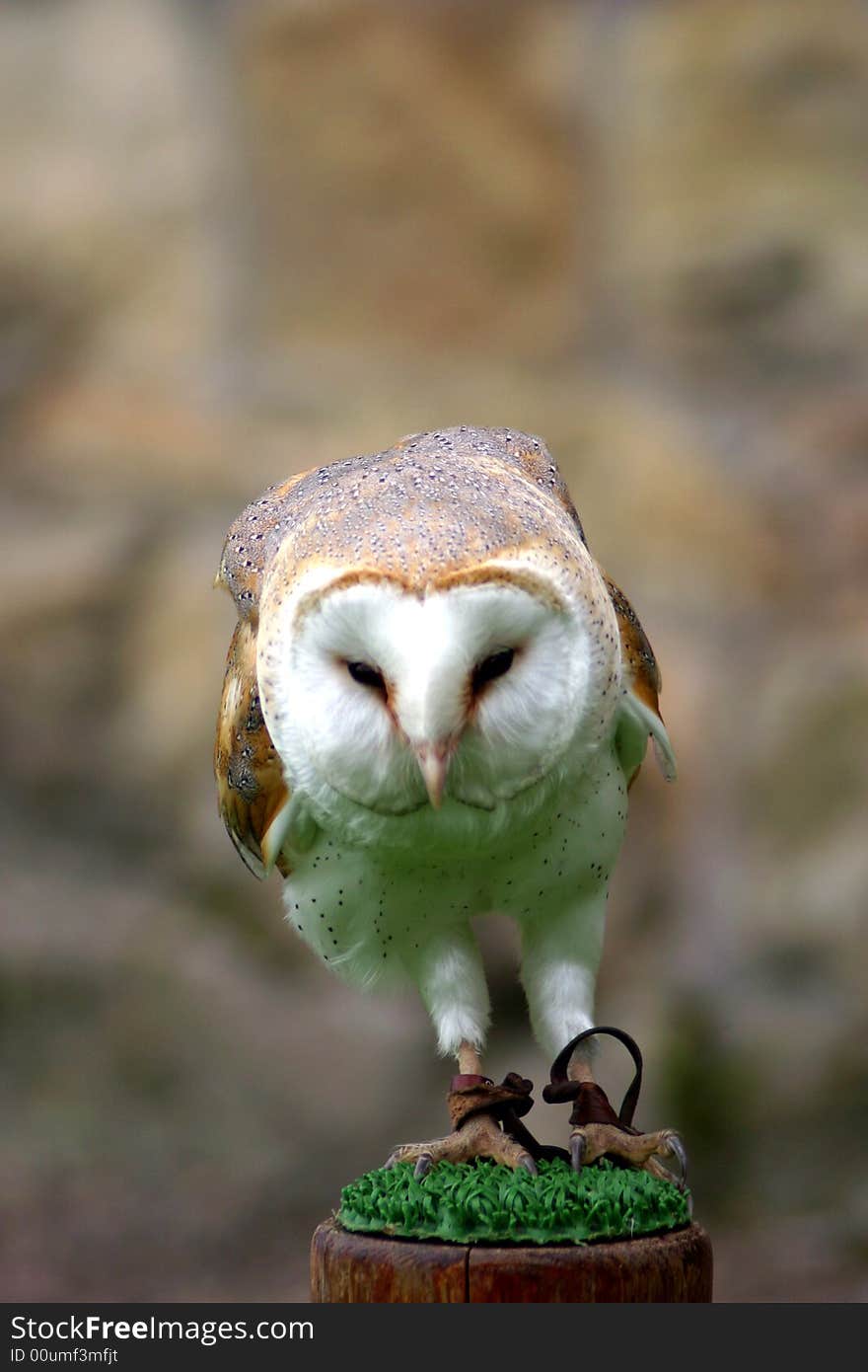 Barn Owl on a perch