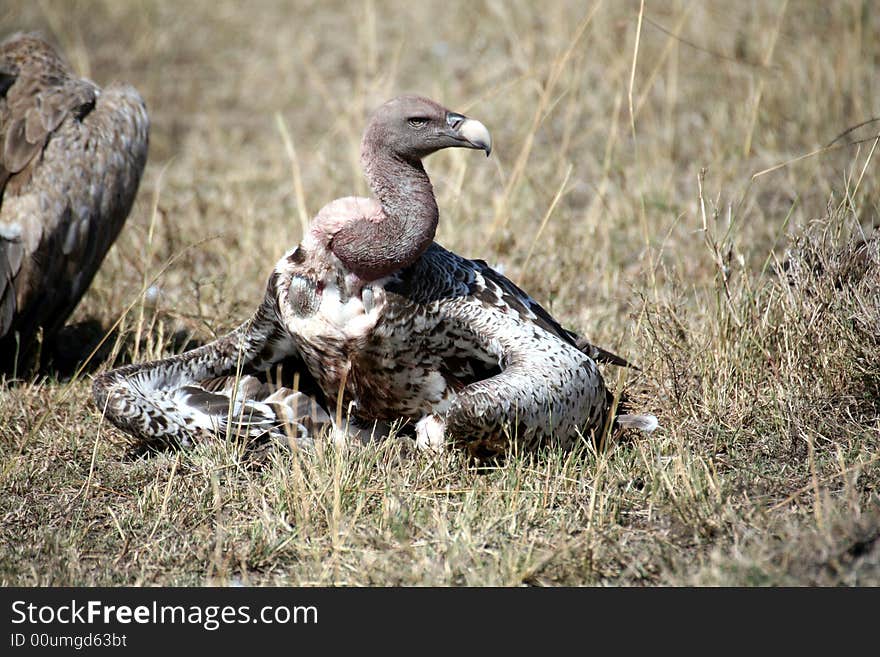 Vulture lying with its wings wrapped in the Masai Mara Reserve (Kenya)