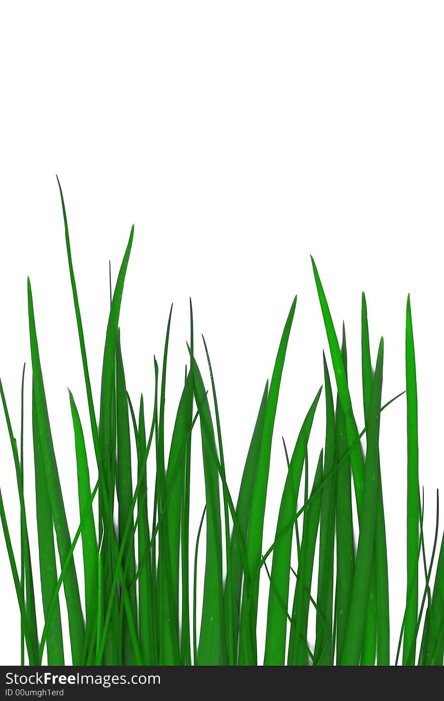 Grass Background