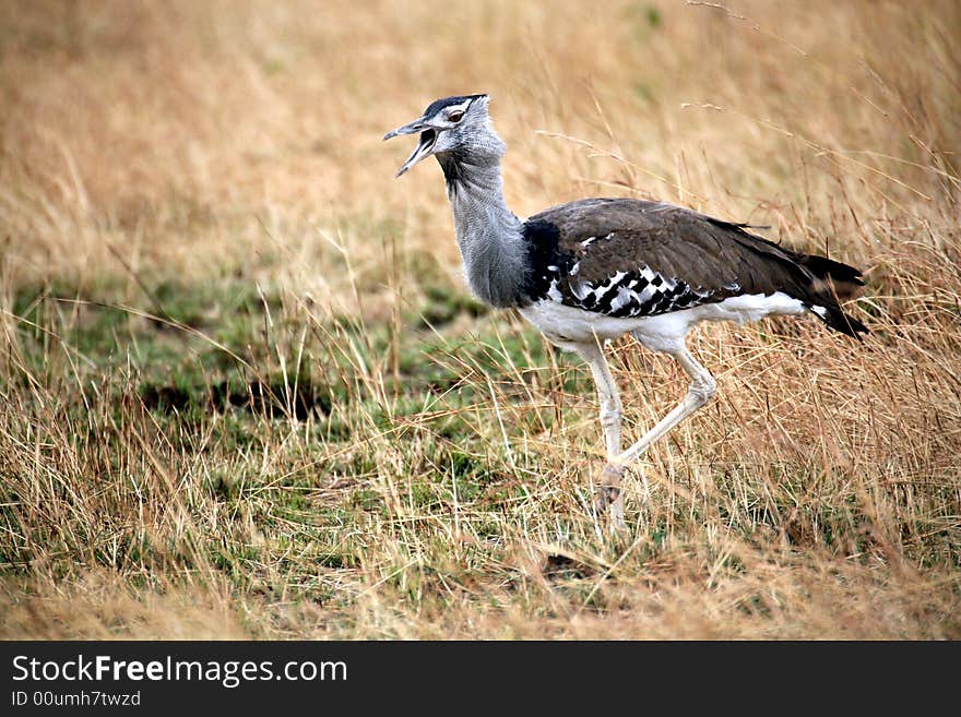 Kori Buzzard in the grasslands of the Masai Mara Reserve (Kenya)