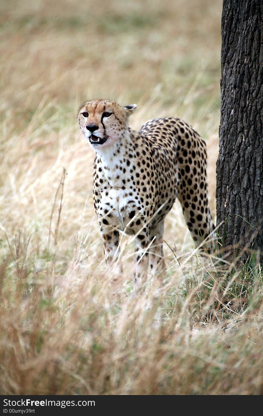 Cheetah standing in the grass after a kill in the Masai Mara Reserve in Kenya