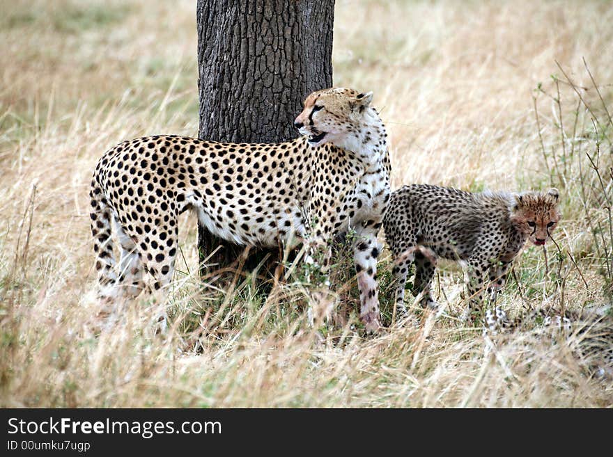 Watchful cheetah with cubs