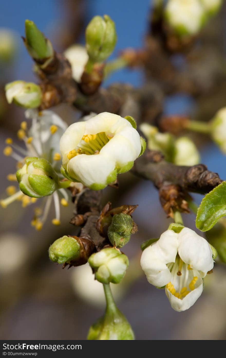 Flowering time.