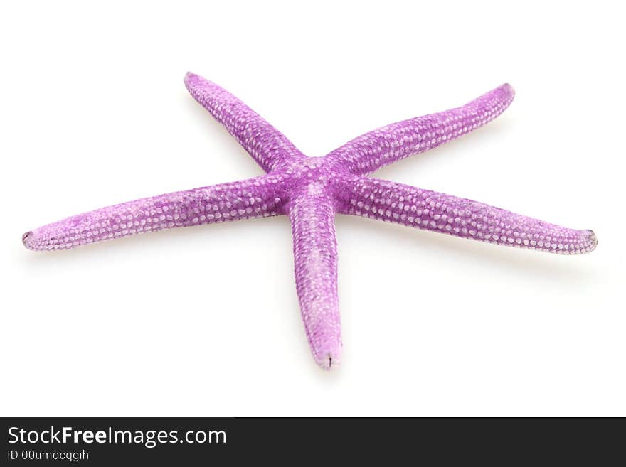 Starfish Purple