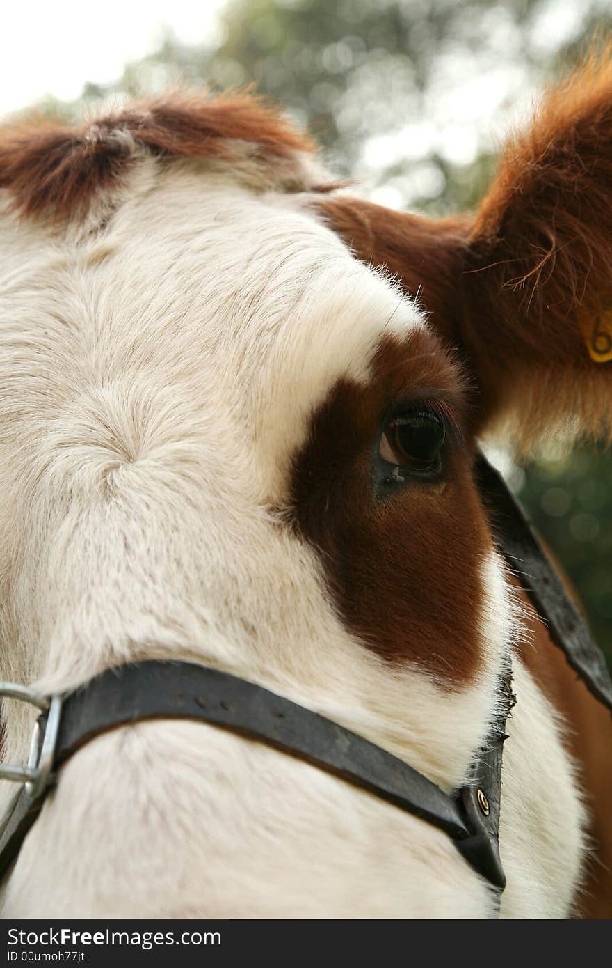 White and brown cow - close up