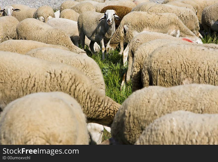 Sheep crowd