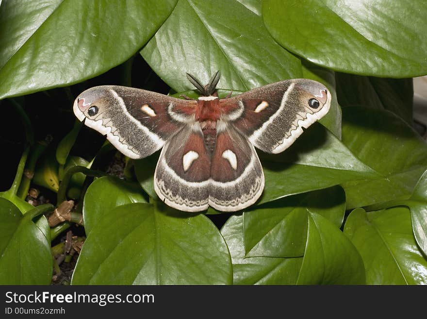 Polyphemus Moth.