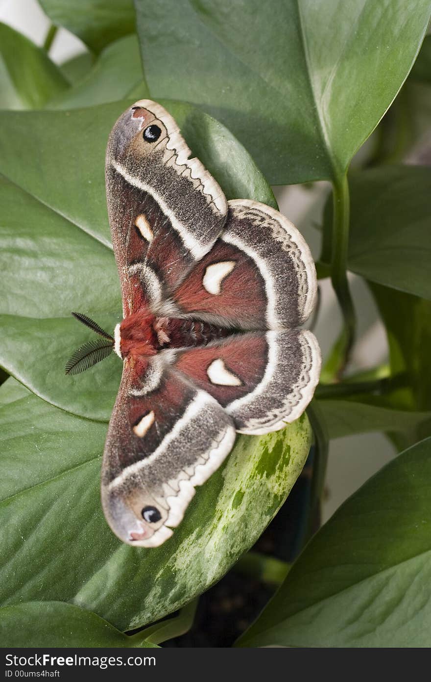 Polyphemus moth.