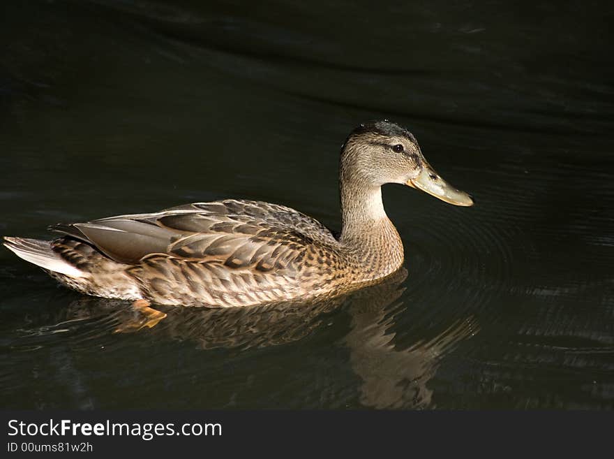 Female mallard duck shot in Alberta, Canada. Female mallard duck shot in Alberta, Canada