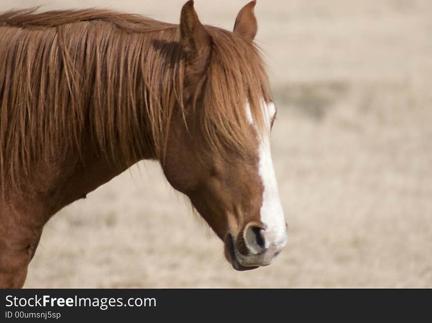 A portrait of a horse I stumbled across while on a drive. A portrait of a horse I stumbled across while on a drive.