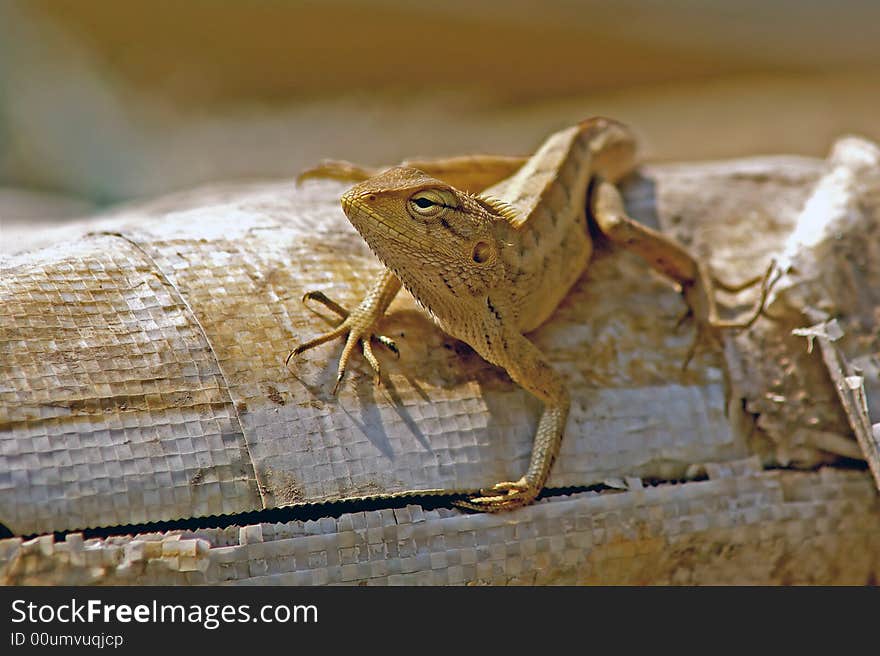 Exotic lizard sitting on a bag