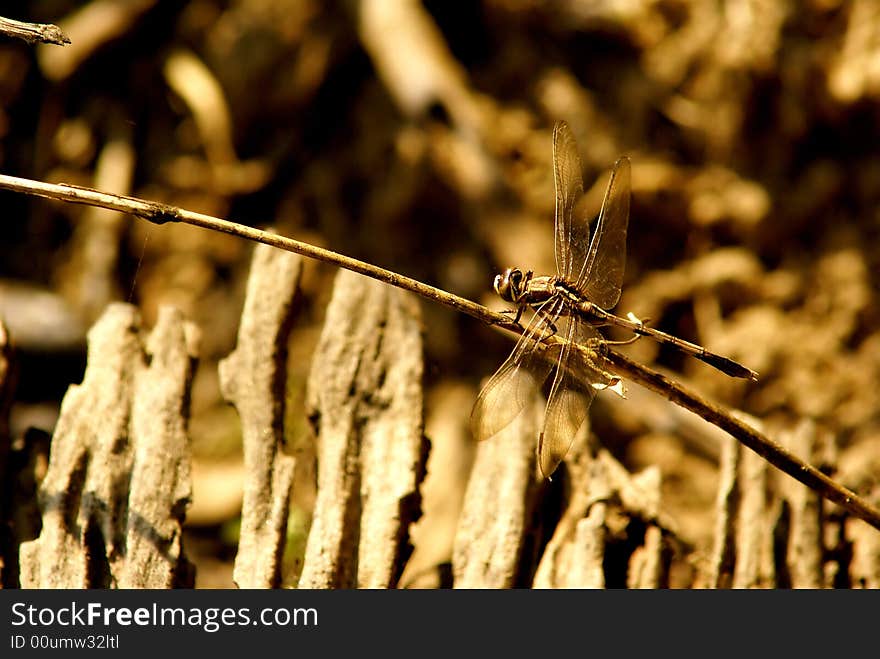 Close up of a dragonfly