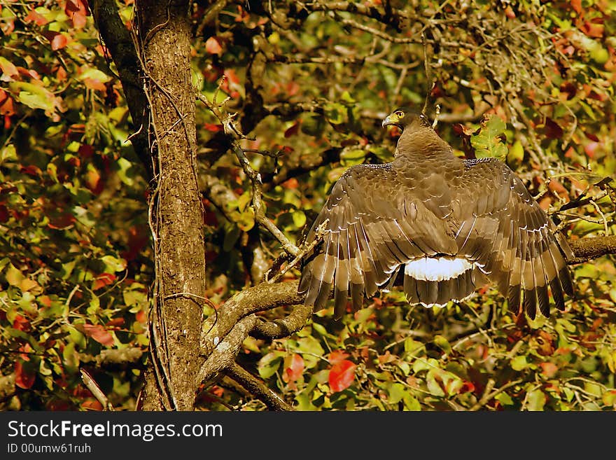 Eagle in a forest, spreading its wings