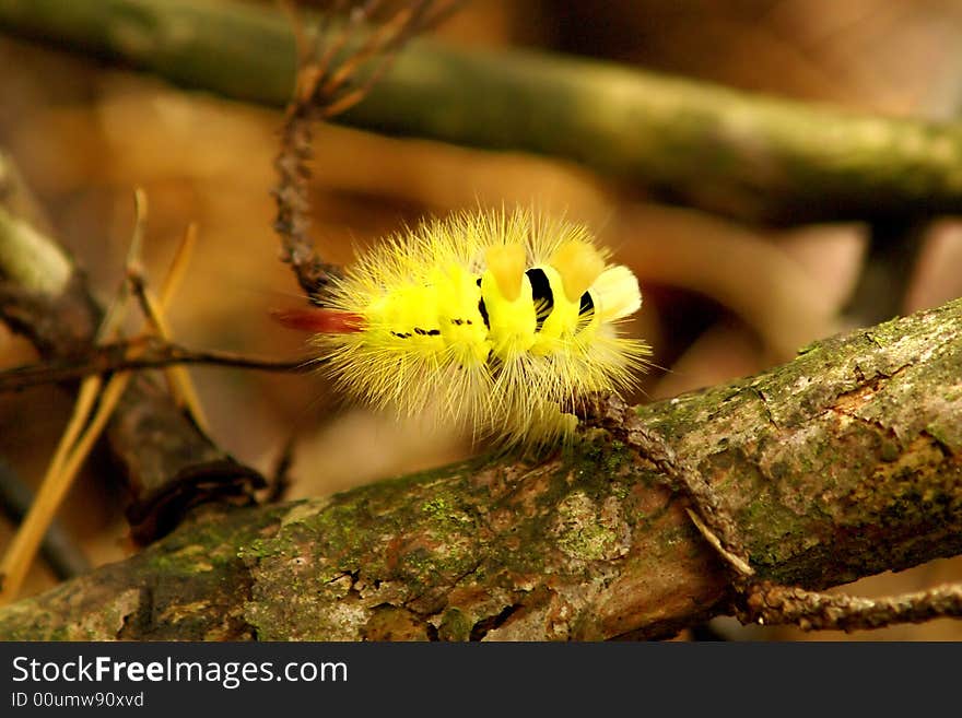 Yellow worm on a tree