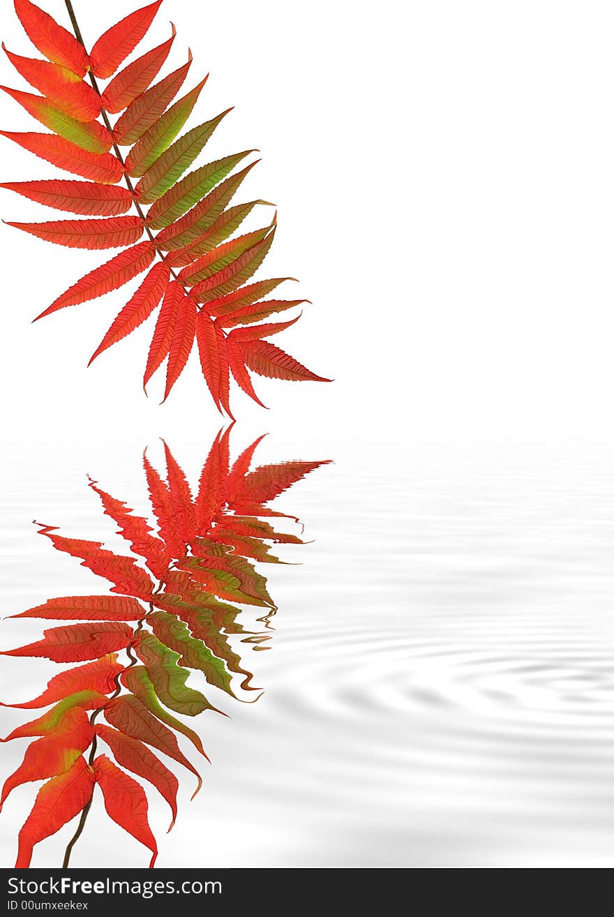 Abstract rowan leaf in Autumn with rippled reflection, against a white background. (Sorbus Embley, known for its flaming scarlet color in Autumn.). Abstract rowan leaf in Autumn with rippled reflection, against a white background. (Sorbus Embley, known for its flaming scarlet color in Autumn.)