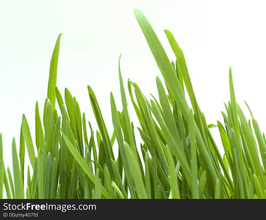 Green grass isolated on white background