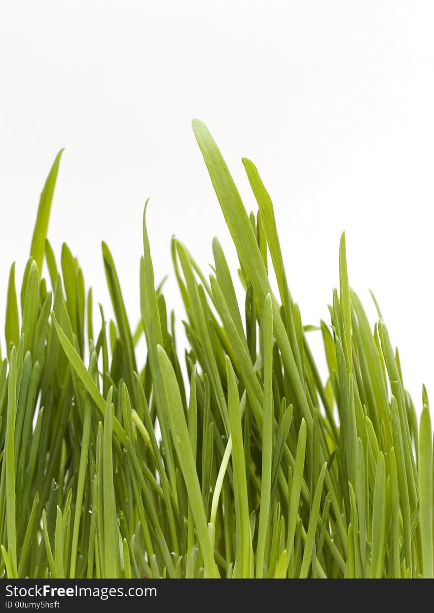 Green grass isolated on white background